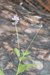 Sampson's snakeroot